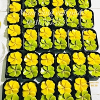 BÁNH DA LỢN MIX MÀU