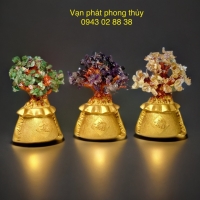 CÂY KIM TIỀN NHỎ ( NGŨ SẮC )