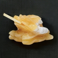 CÓC TRUNG ( L )