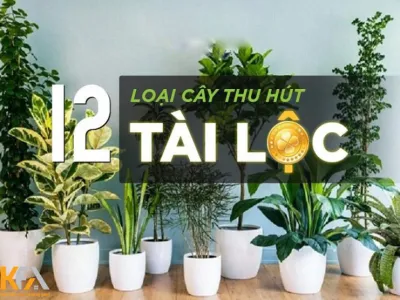 Những loại cây phong thủy giúp không gian “có sinh khí” hơn ngay lập tức