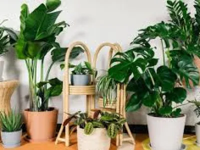 Cây phong thủy nào thật sự hợp người kinh doanh?