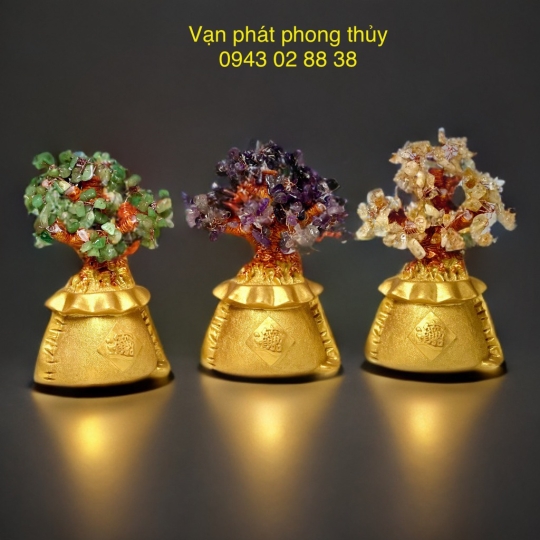 CÂY KIM TIỀN NHỎ ( NGŨ SẮC )