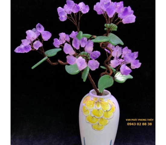 CÂY KIM TIỀN PHONG THỦY
