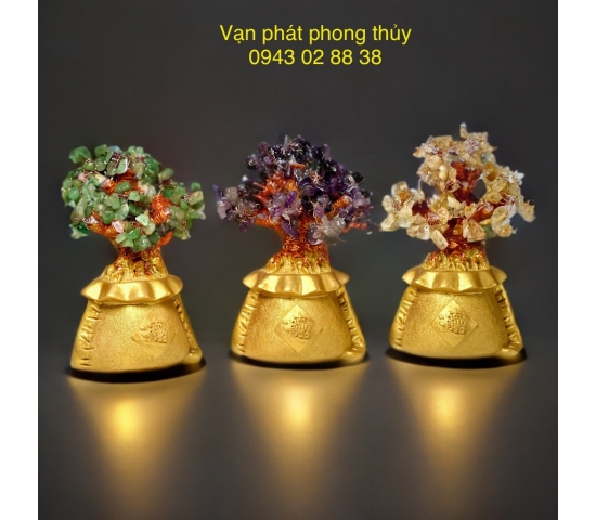 CÂY KIM TIỀN NHỎ ( NGŨ SẮC )