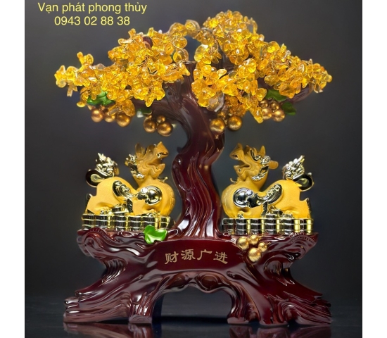 CÂY KIM TIỀN  176 - VC Nhỏ