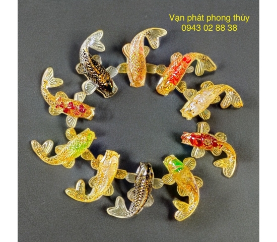CÁ KOY phong thủy nhiều màu