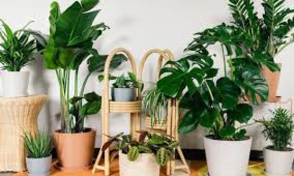 Cây phong thủy nào thật sự hợp người kinh doanh?